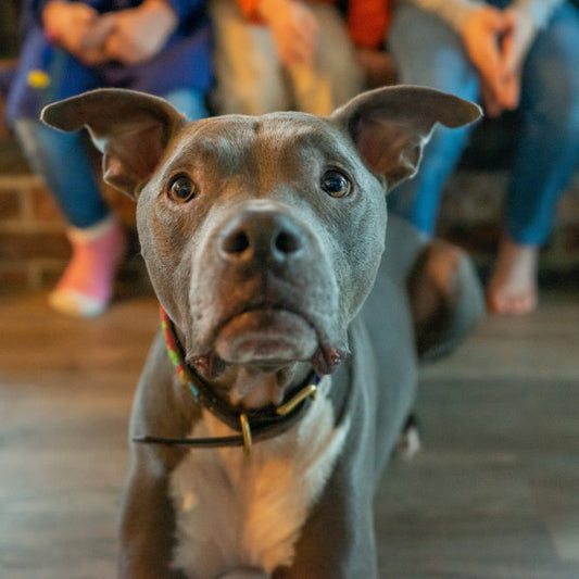 NSAIDs for Pain Treatment in Dogs