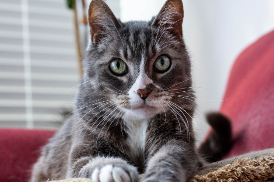 Learn how to clean your cat's ears for health