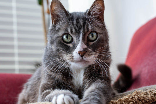 Learn how to clean your cat's ears for health