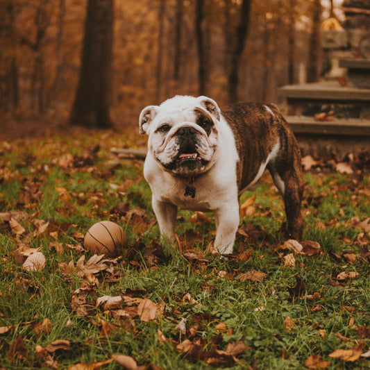 Keep your pet healthy this fall