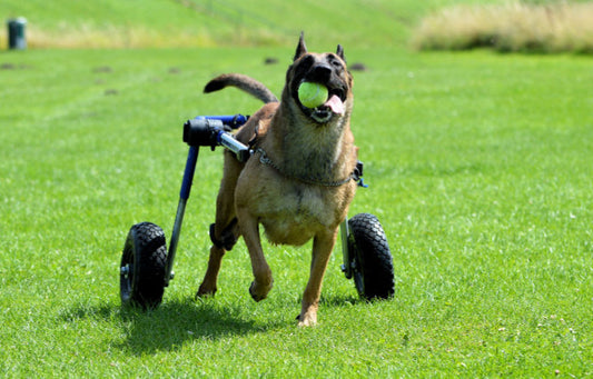 Mobility for Your Paralyzed Dog