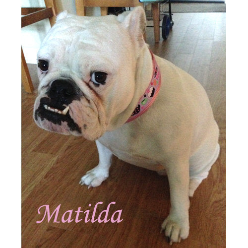 1 1/2 Inch Wide Tea Time Dog Collar model dog