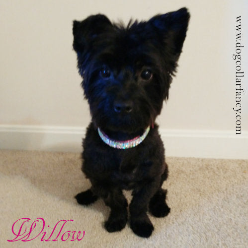 Pastel Pretty Jeweled Pet Collar model dog